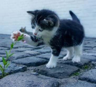 Naturheilmittel für Katzen