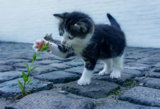 Naturheilmittel für Katzen