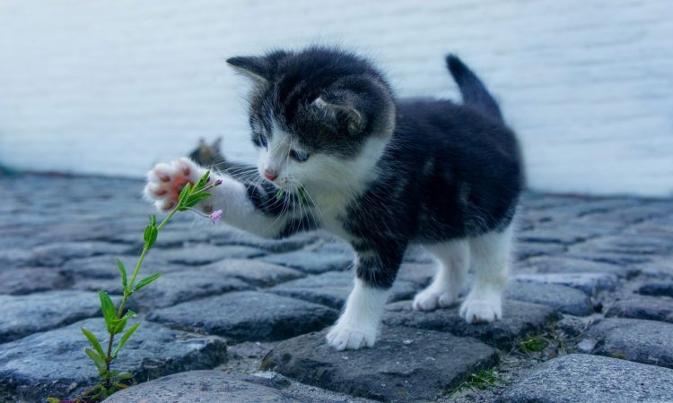 Naturheilmittel für Katzen