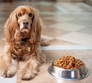 Insekten in Hundefutter