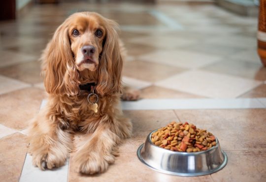 Insekten in Hundefutter