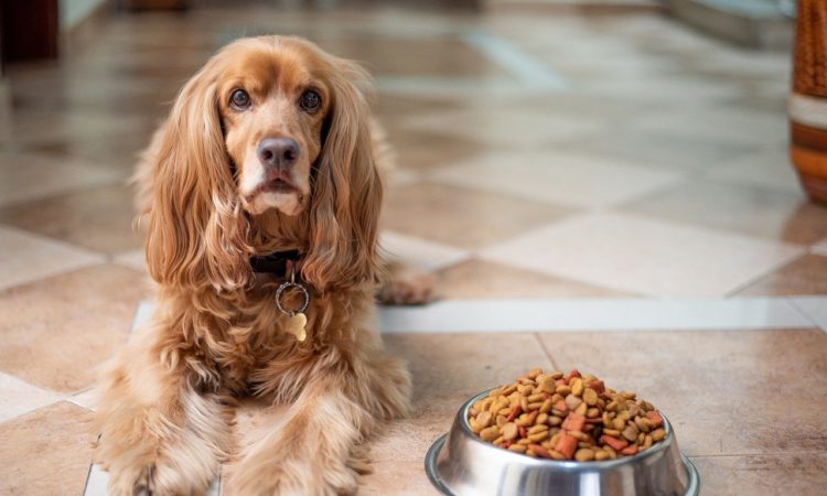 Insekten in Hundefutter