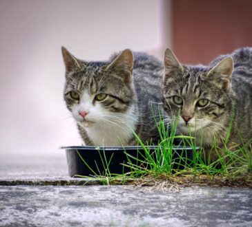 Katzenfutter trocken oder nass