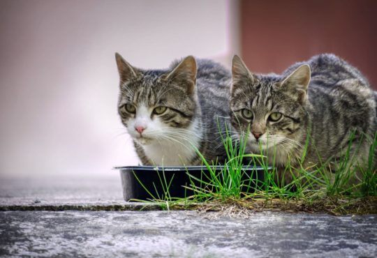 Katzenfutter trocken oder nass