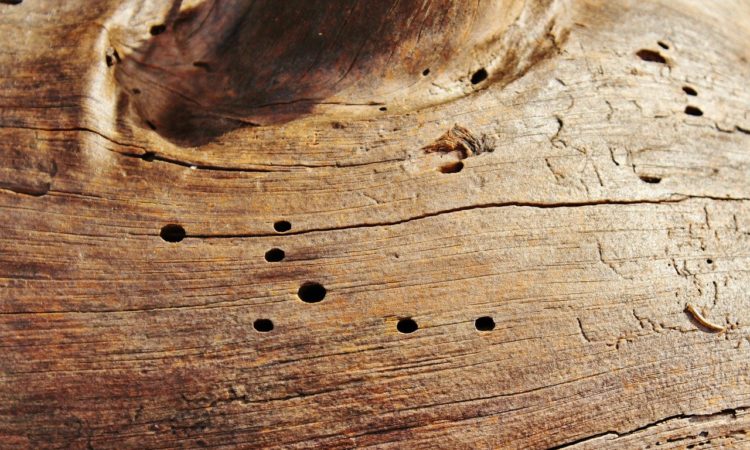 Holzwürmer beseitigen