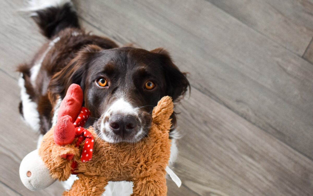 Hund Spielzeug