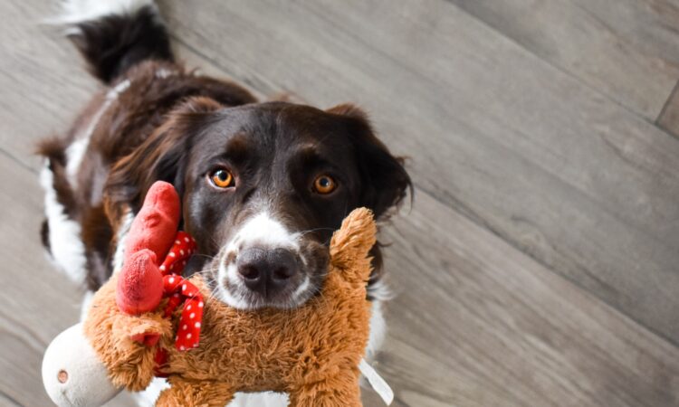 Hund Spielzeug